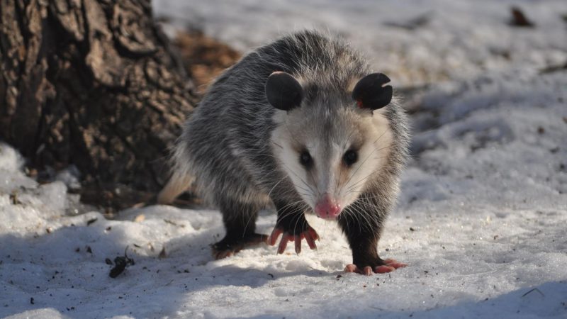 What Do Opossums Eat In the Winter