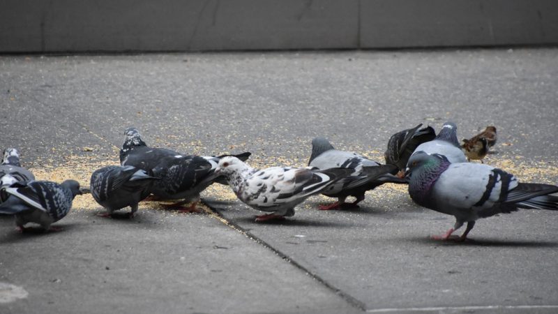 What Do Pigeons Eat in the City