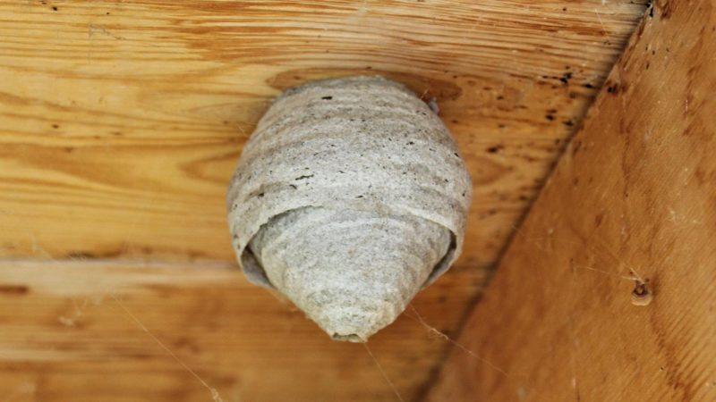 What Does a Wasp Nest Look Like