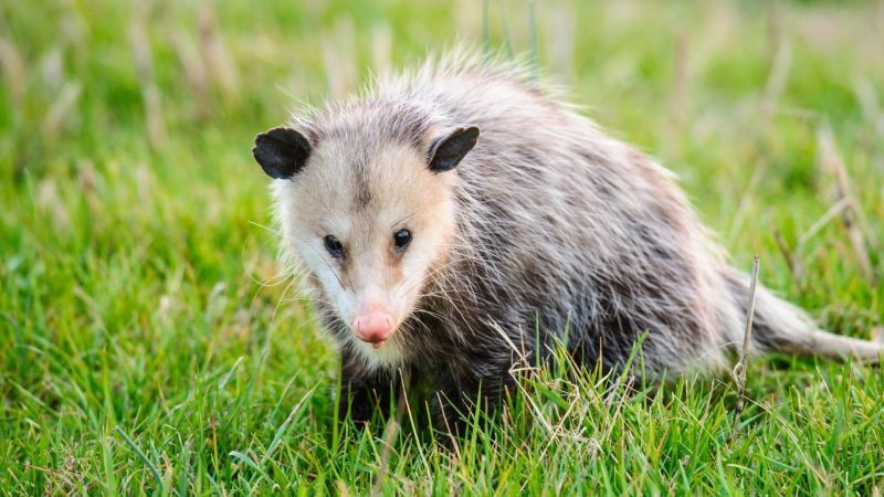 What Is So Bad About Opossums