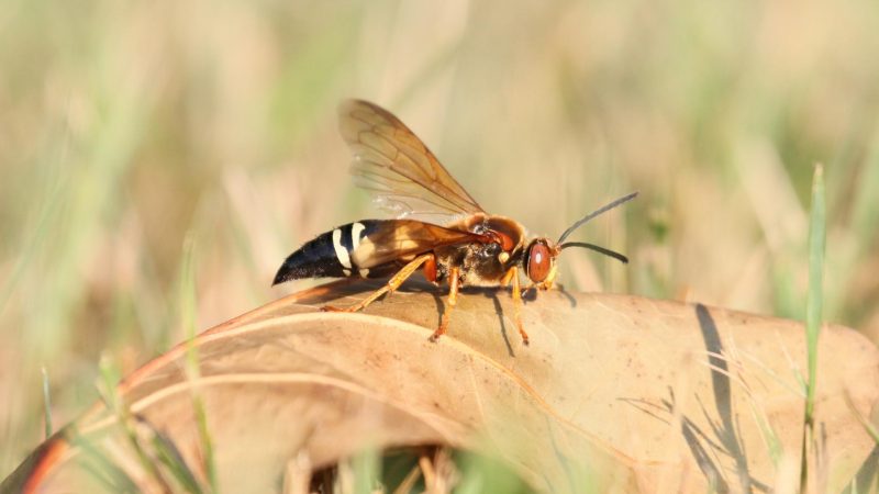 What Is a Cicada Killer