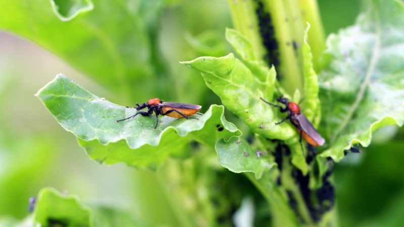 What Months of the Year Lovebugs Are Most Active