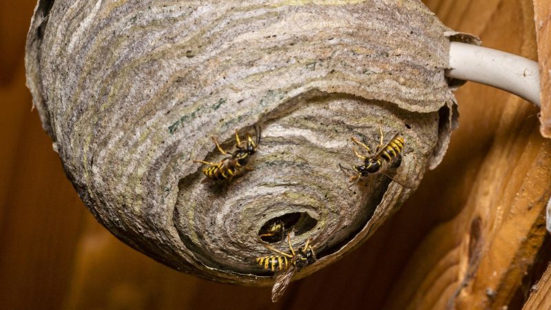 What Time Do Wasps Go to Their Nest
