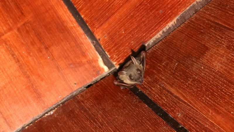 Where Do Bats Hide in the Attic