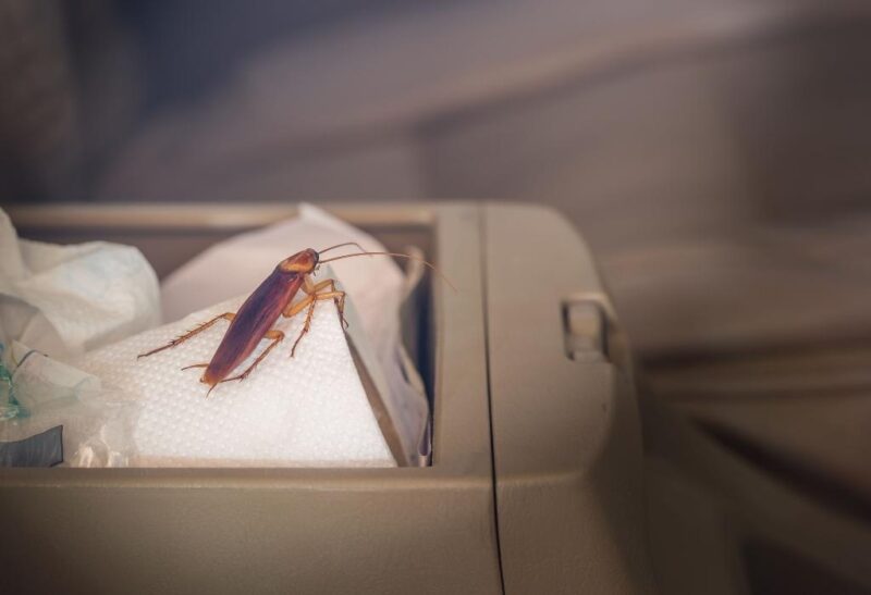 Where Do Cockroaches Hide in Cars