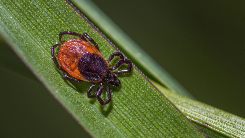 Are These Red Bugs Dangerous