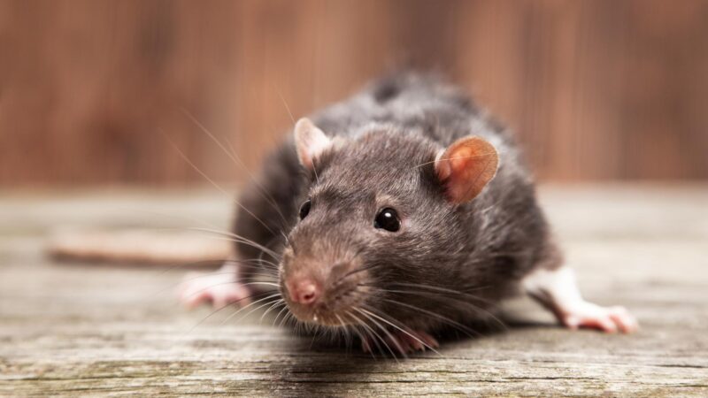 Can Mouse Pee Make You Sick