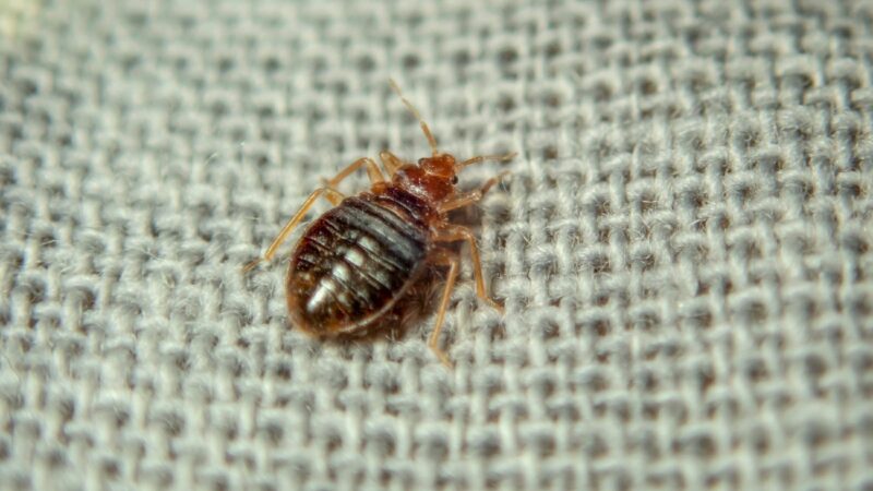 Can You Have Bed Bugs Without Knowing About It