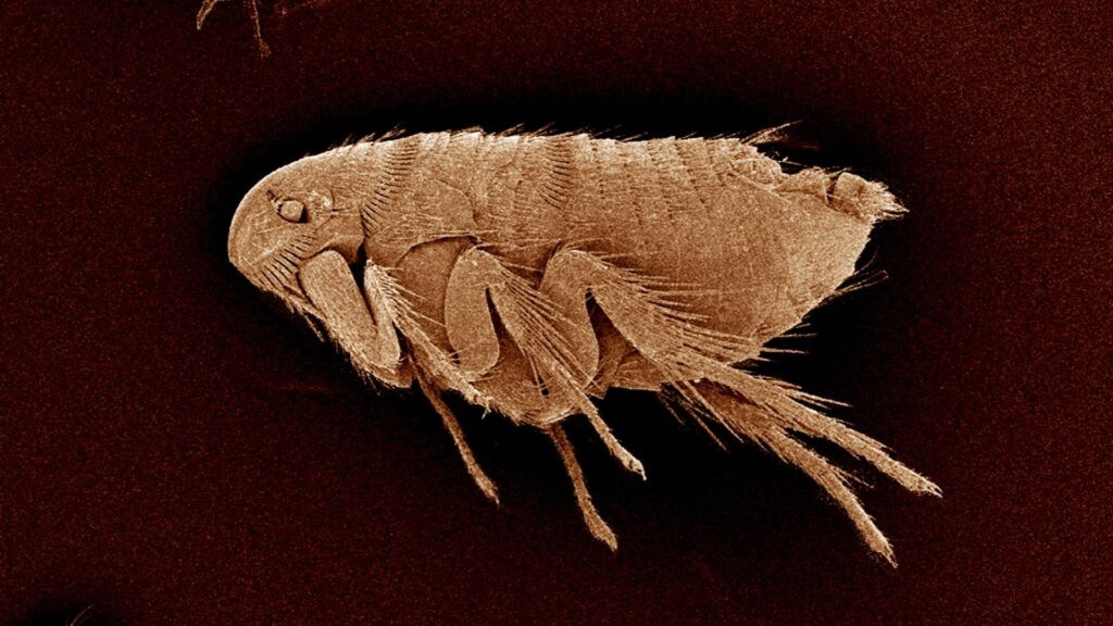 What Do Baby Fleas Look Like? | Identification, Habitat, and Control ...