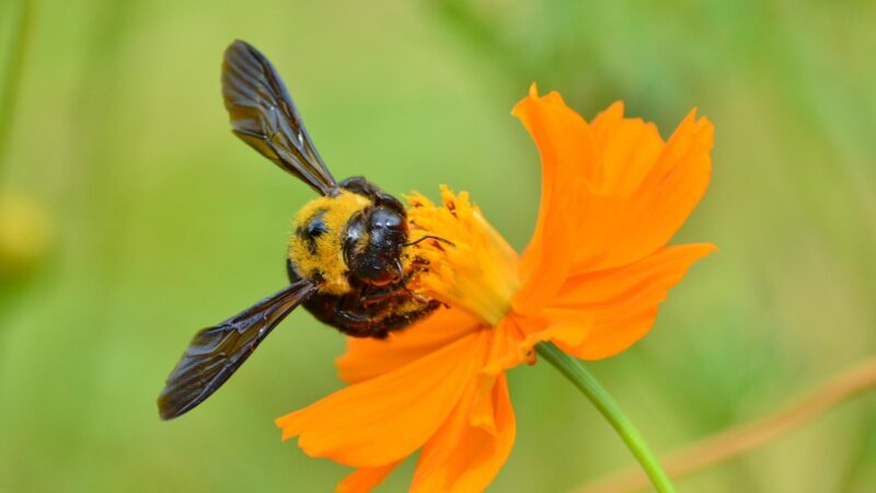 Carpenter Bees