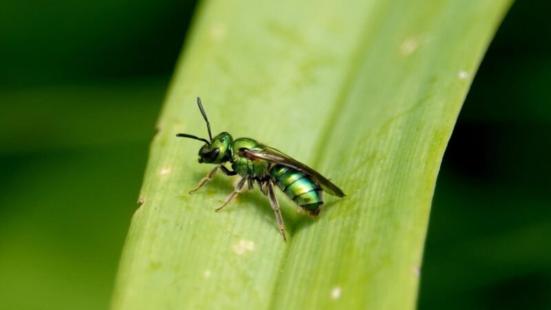 do sweat bee sting