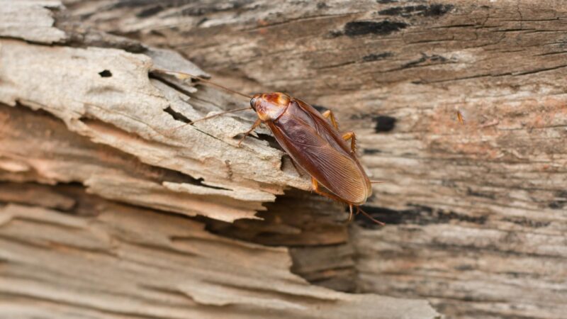 Do Wood Roaches Infest Homes