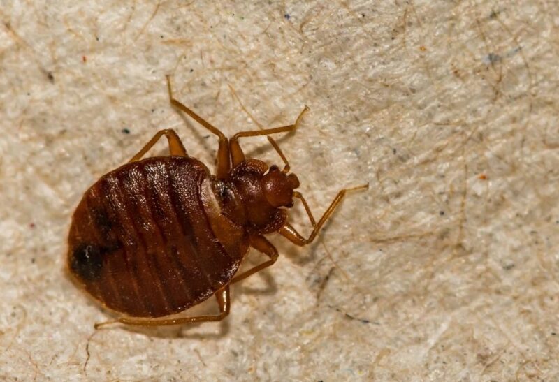 Early Warning Signs of Bed Bugs Infestation