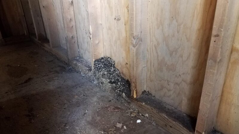 House Mouse Droppings Identification