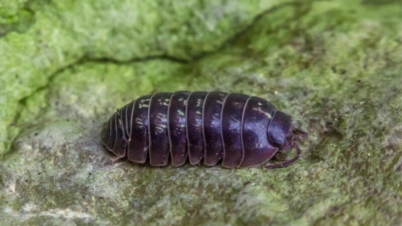 How Do I Get Rid of Pill Bugs on My Property