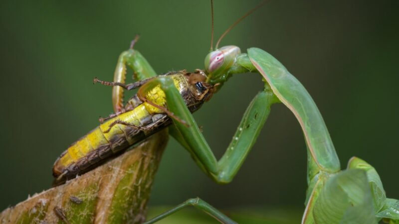 How Do Praying Mantis Eat