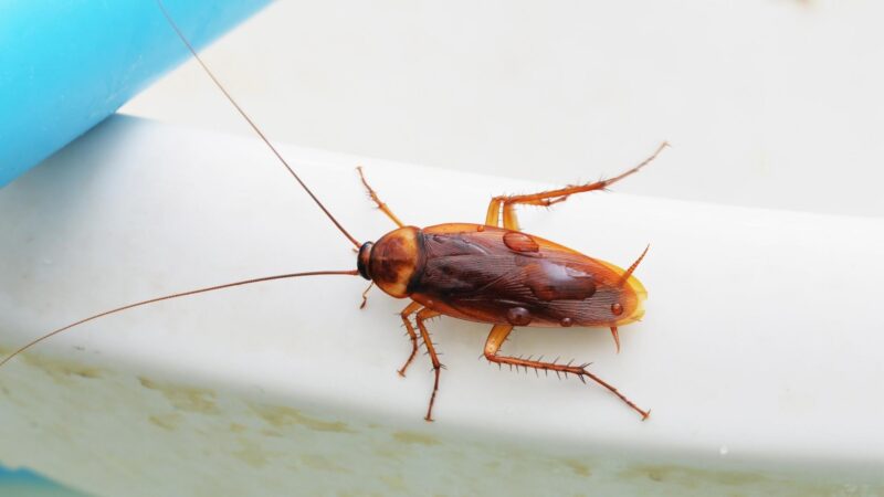 How Do Roaches Get Inside Bathrooms