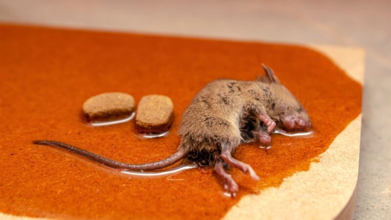 How Long Does It Take a Mouse to Die on a Glue Trap