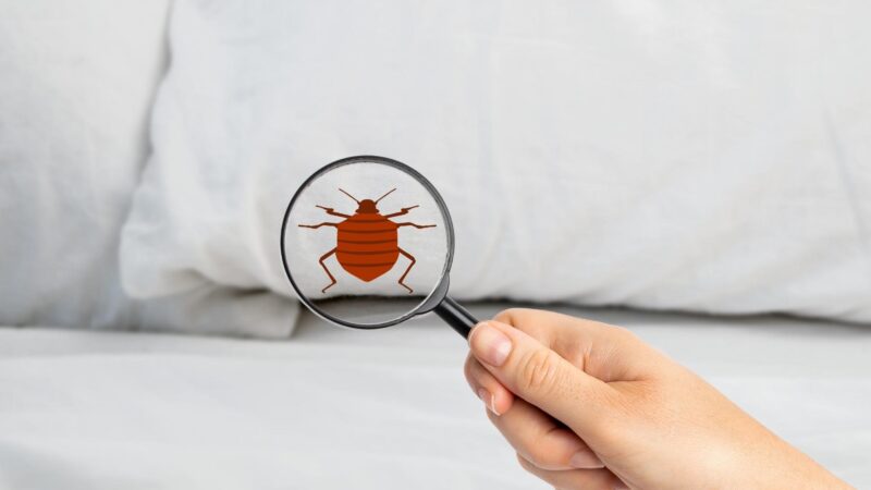 How Long Does It Take to Show Signs of Bed Bugs