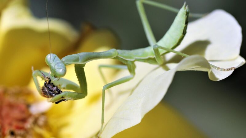 How Much Does a Praying Mantis Eat a Day