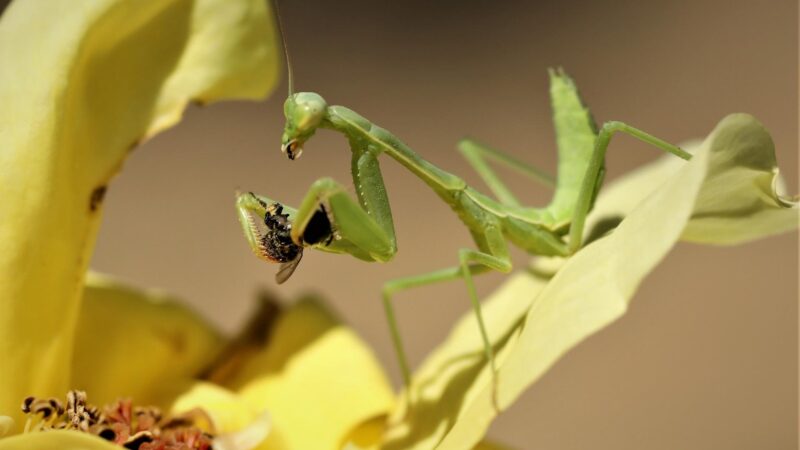 How Often Do Praying Mantis Eat