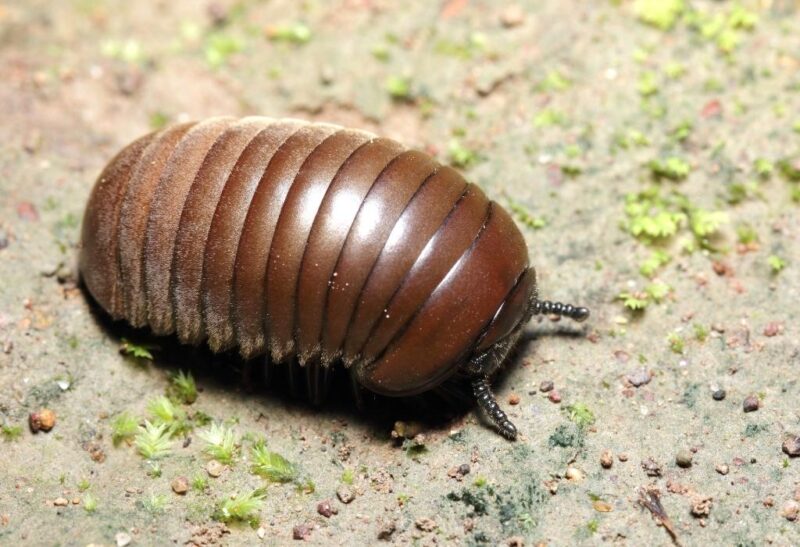 How to Get Rid of Pill Bugs.