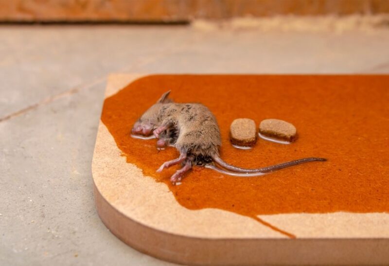 How to Unstick Children or Pets From a Mouse Glue Trap
