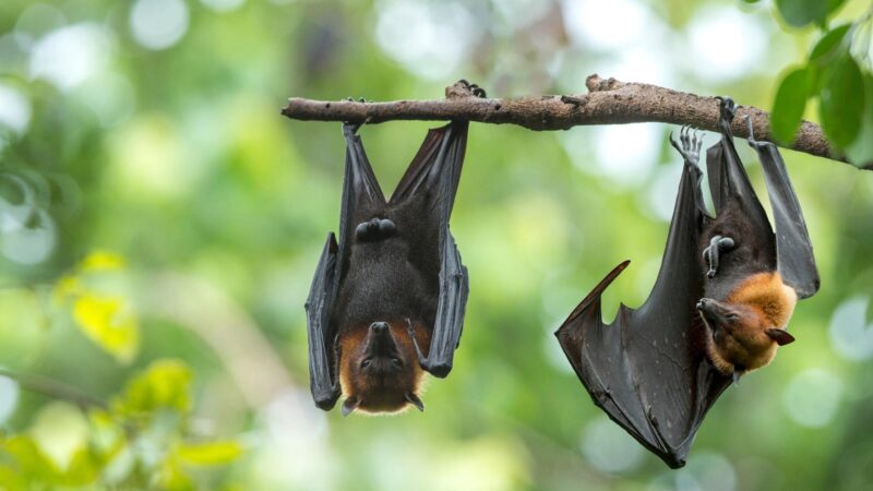Is Bat Poop Toxic to Humans