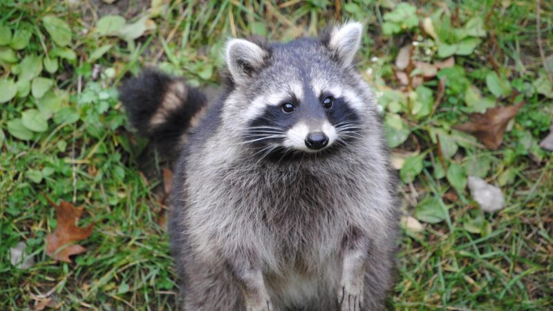 Is It Bad to Have Raccoons in Your Yard