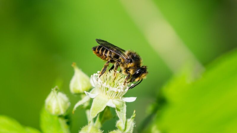 Leafcutter Bees