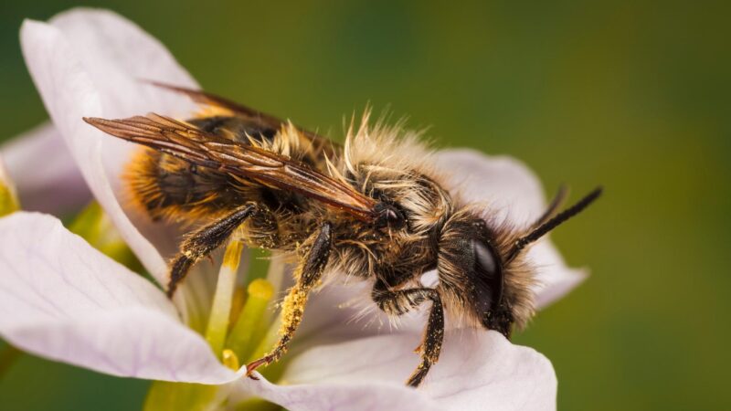 Mason Bees