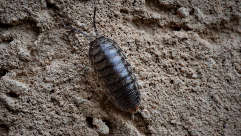 Pill Bugs Identification