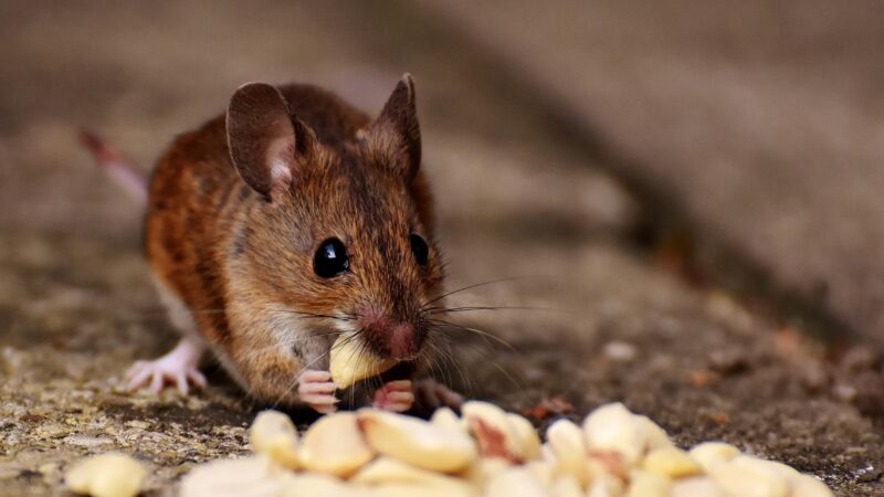 Signs of Mice in Your Home