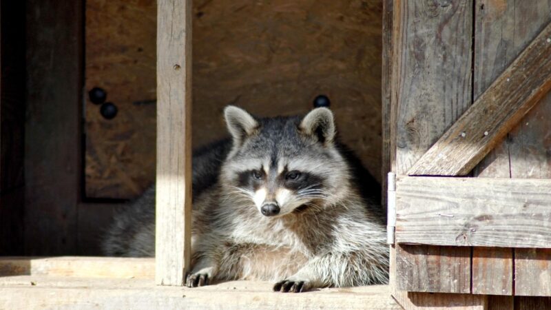 Signs of Raccoons in the Attic