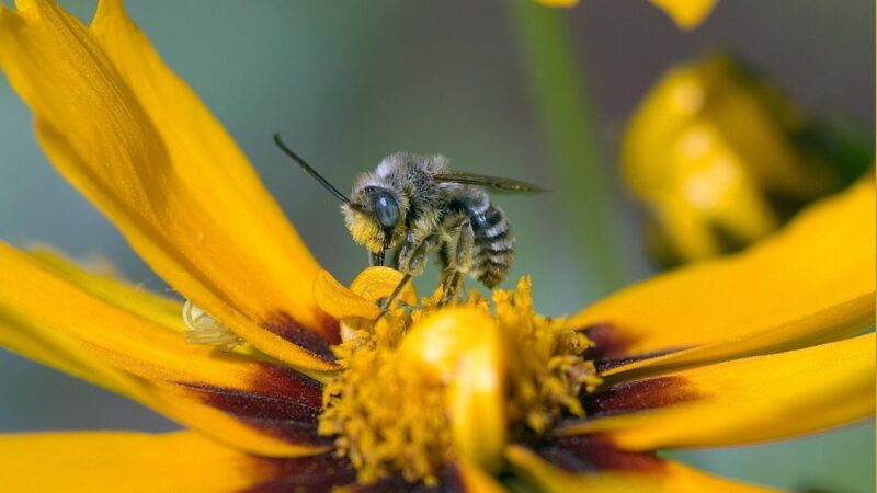 Sweat Bees