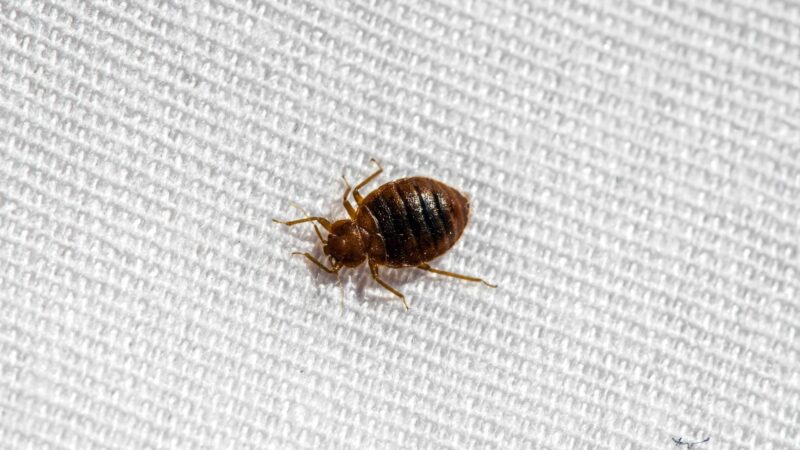 What Are the First Signs of Bed Bugs