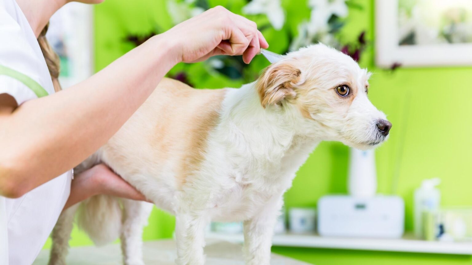 What Is Flea Dirt and What Does It Look Like? All You Need to Know