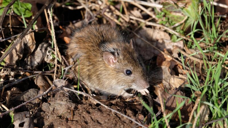What Attracts Rats to Your Yard