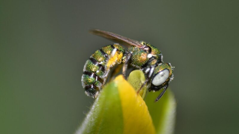 What Attracts Sweat Bees