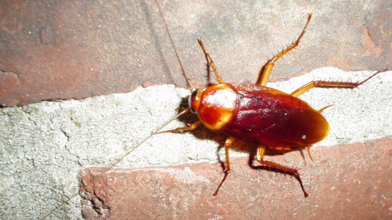 What Causes Roaches in a Cleanroom