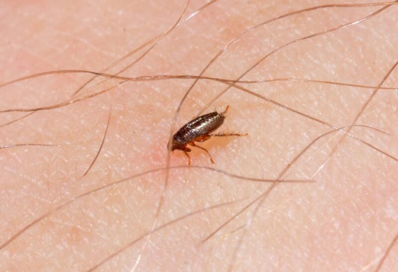 What Do Baby Fleas Look Like