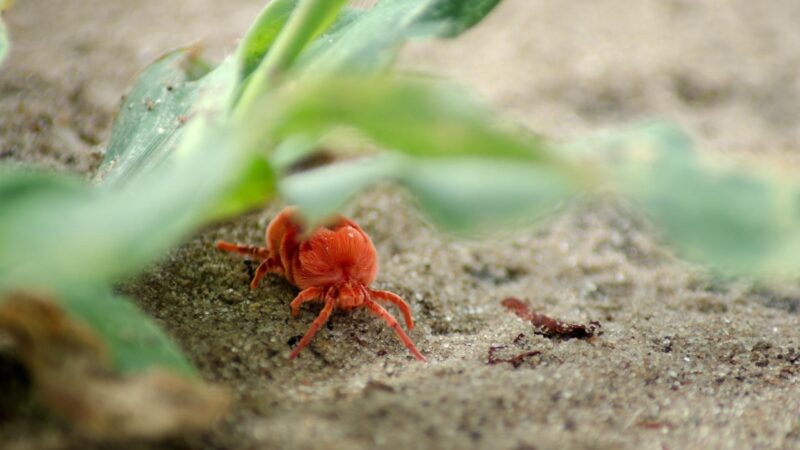 what-are-these-tiny-red-bugs-all-you-need-to-know-pestopped