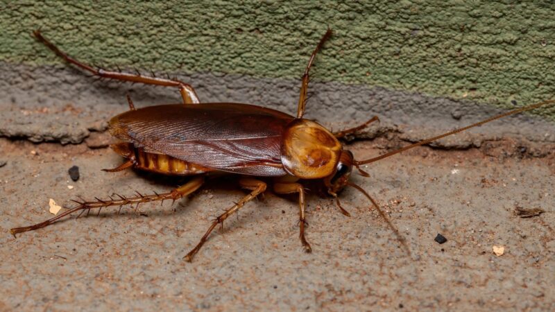 What Do Sewer Roaches Look Like
