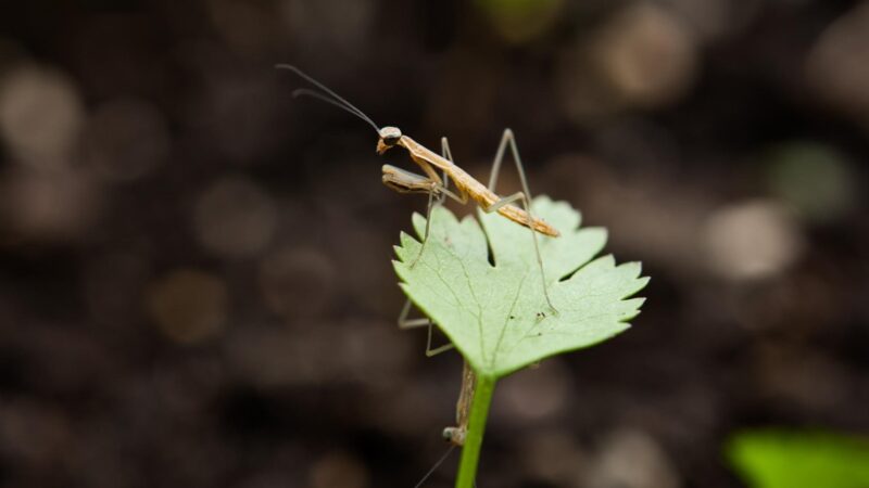 What Does Baby Praying Mantis Eat