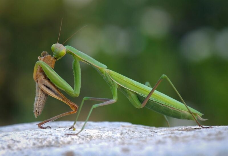 What Does Praying Mantis Eat