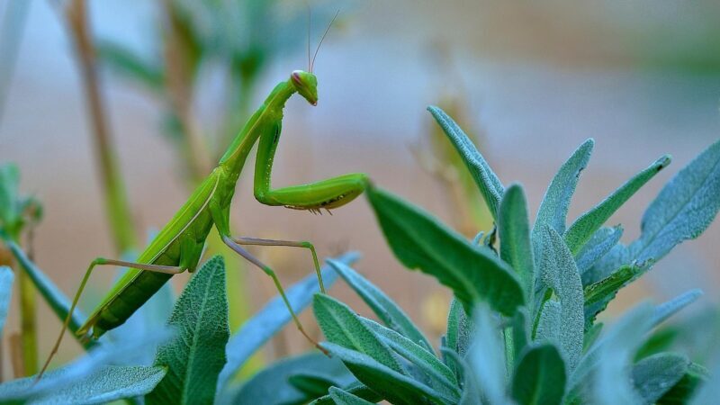 What Eats Praying Mantis