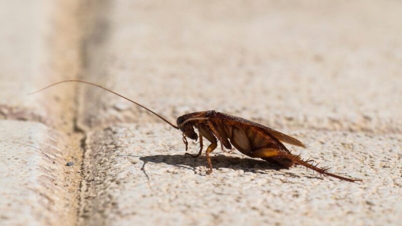 What Is a Palmetto Bug