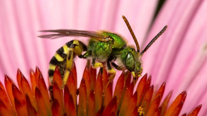 How To Get Rid Of Sweat Bees Identification And Control Guide Pestopped 7020