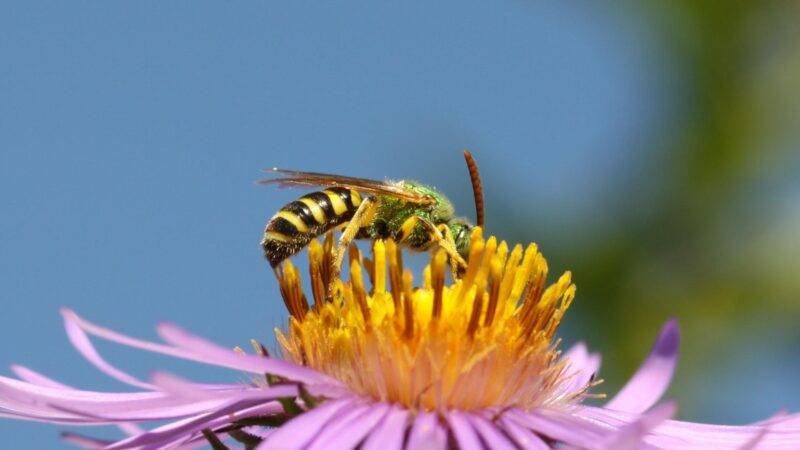 What Is a Sweat Bees Purpose