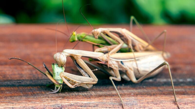 Why Do Female Praying Mantis Eats Male